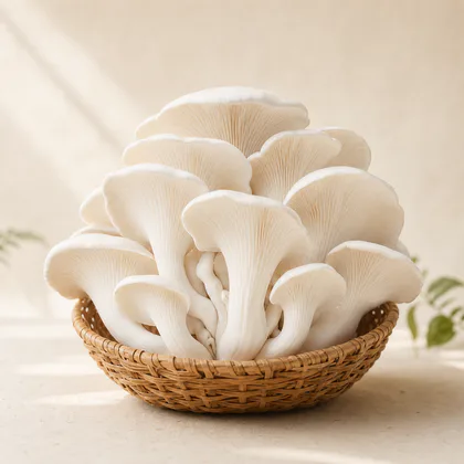 Nấm Sò Trắng Tươi Ba Vì
